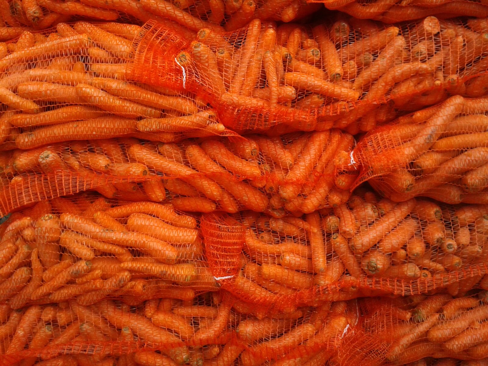 Samsung Galaxy S3 Mini sample photo. Carrots, yellow beets, fodder photography