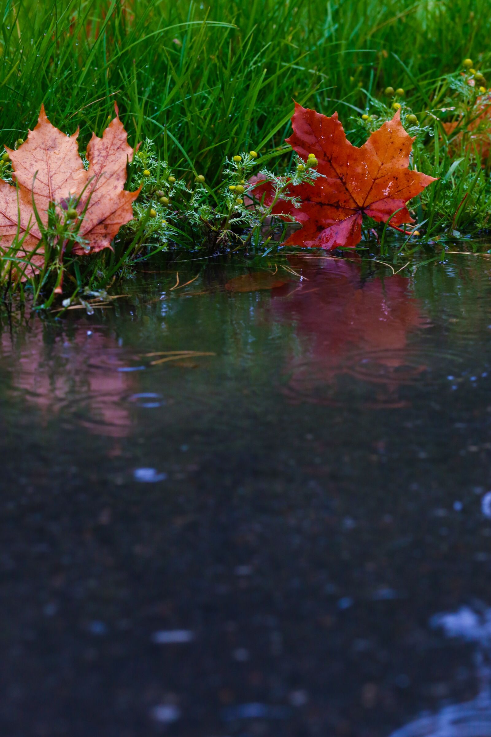 Canon EOS 7D Mark II sample photo. Leaf, puddle, reflection photography