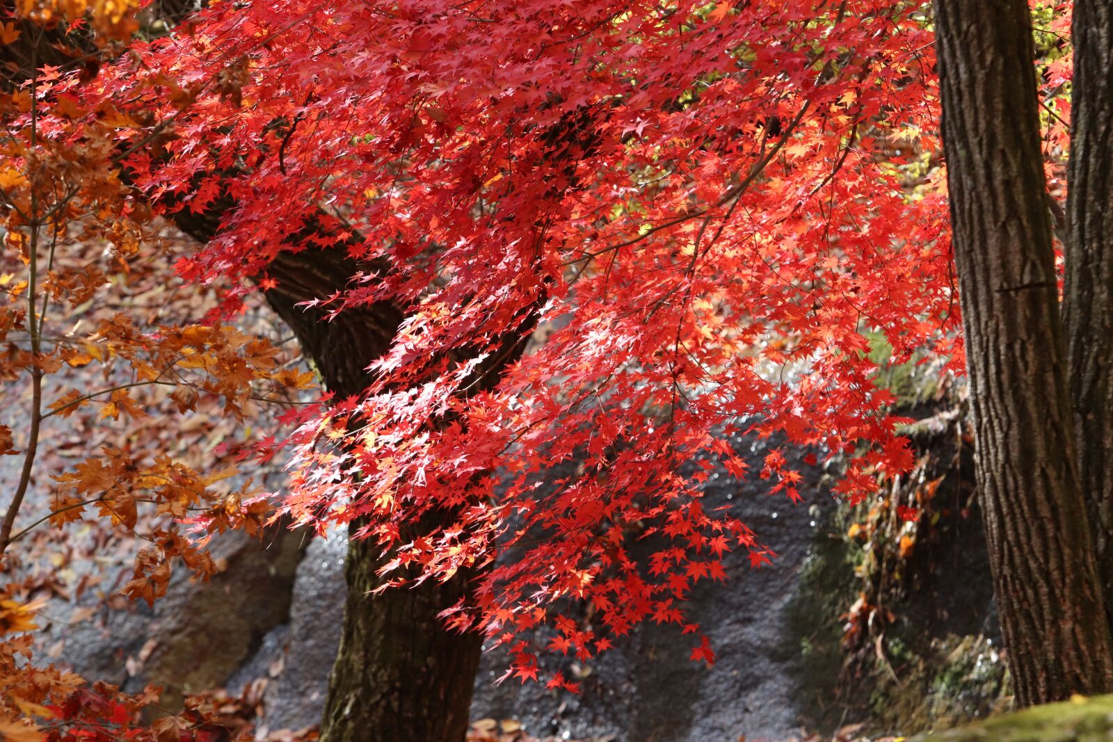 Canon EF 70-200mm F2.8L USM sample photo. Autumn leaves, maple, the photography