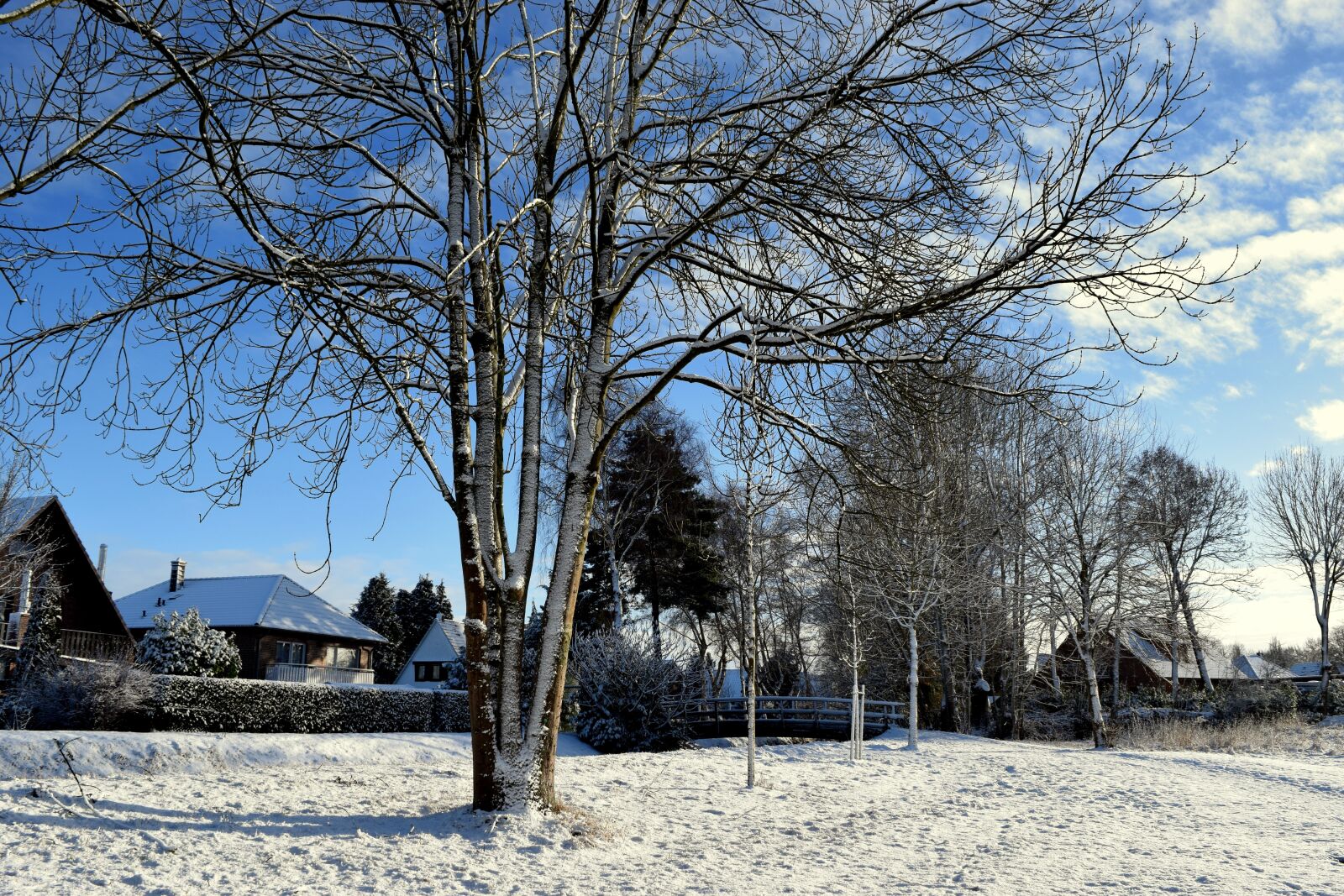 Nikon D3300 sample photo. Winter, trees, bridge photography