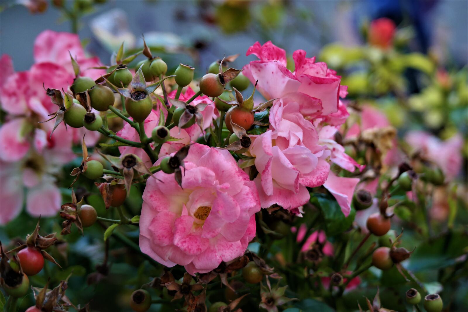 NX 50-200mm F4-5.6 sample photo. Rose, fruits, flowers photography