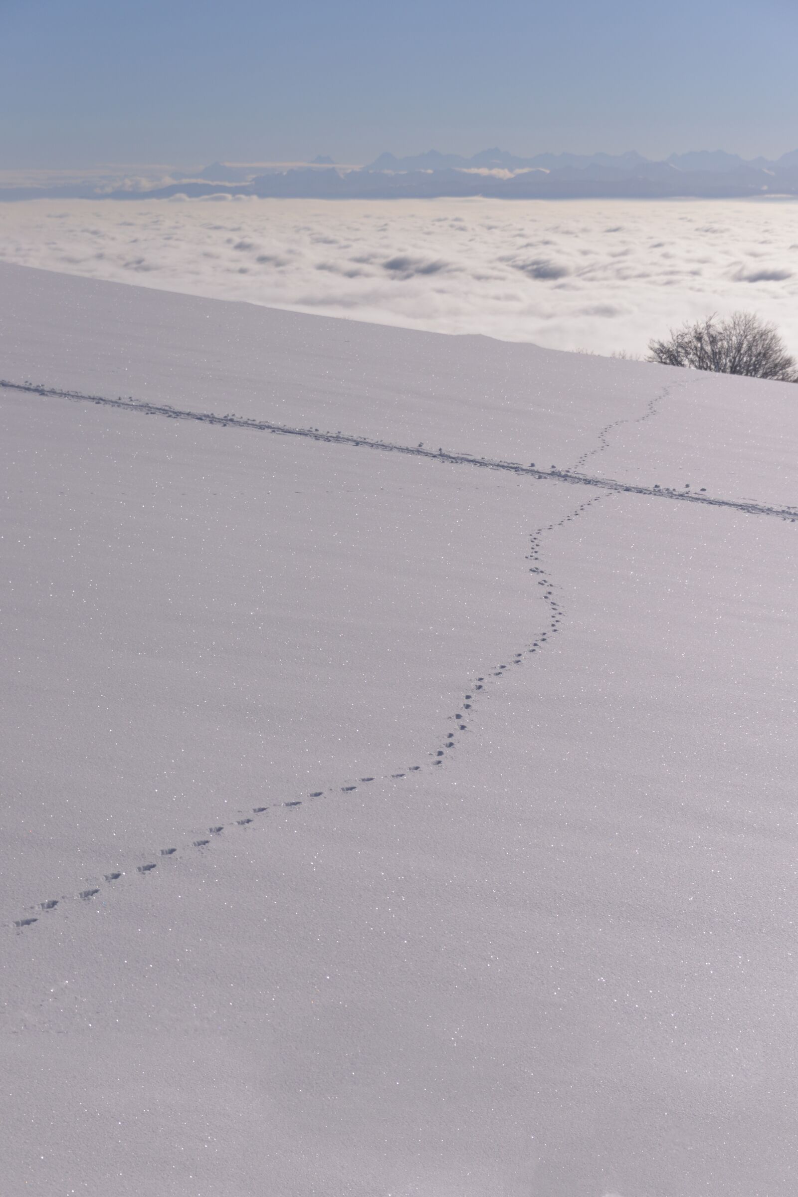 Nikon D800 sample photo. Snow, white, winter photography