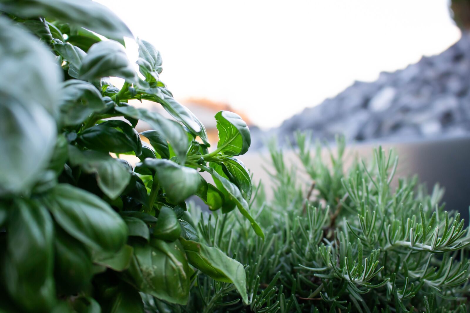 Canon EOS 750D (EOS Rebel T6i / EOS Kiss X8i) sample photo. Basil, herbs, nature photography