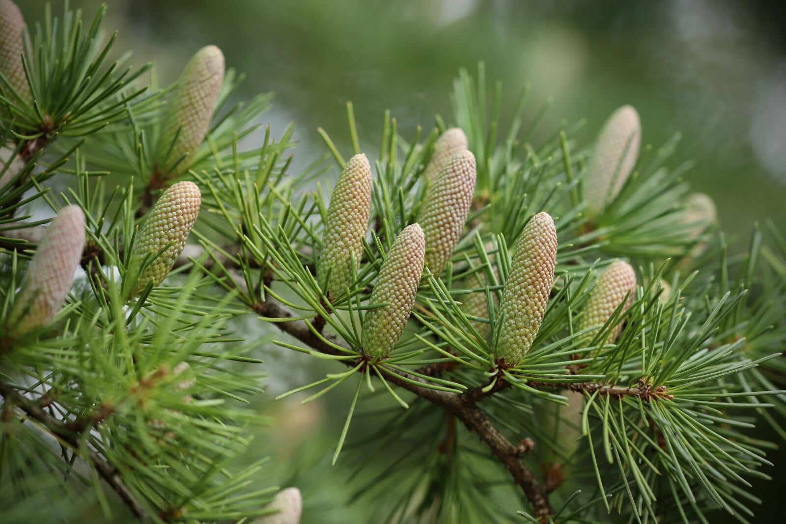 Canon EOS 800D (EOS Rebel T7i / EOS Kiss X9i) sample photo. Conifer, pine, pine cones photography