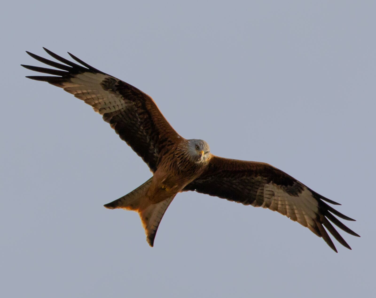 Canon EOS 7D Mark II sample photo. Red kite, flying, soaring photography