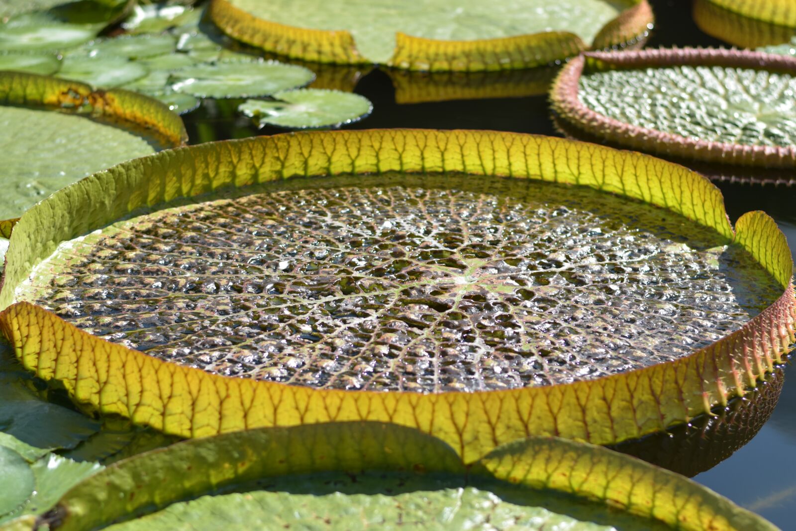 Nikon D5300 sample photo. Garden pond, water lily photography