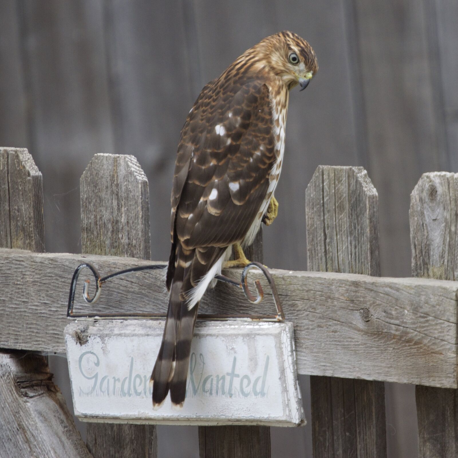 Nikon D5300 sample photo. Hawk, gardener, animal photography
