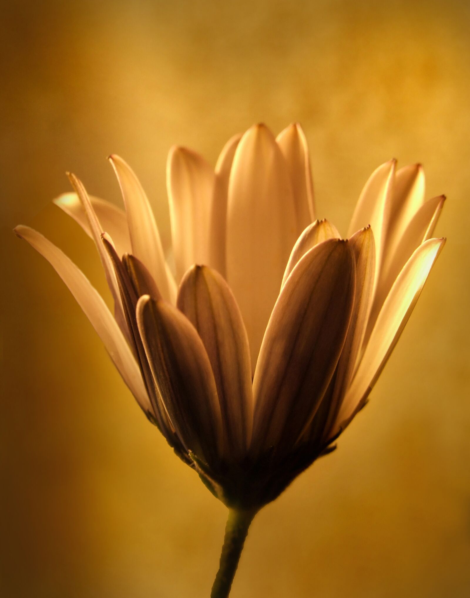 Fujifilm FinePix S9100 sample photo. Flower, light, bloom photography