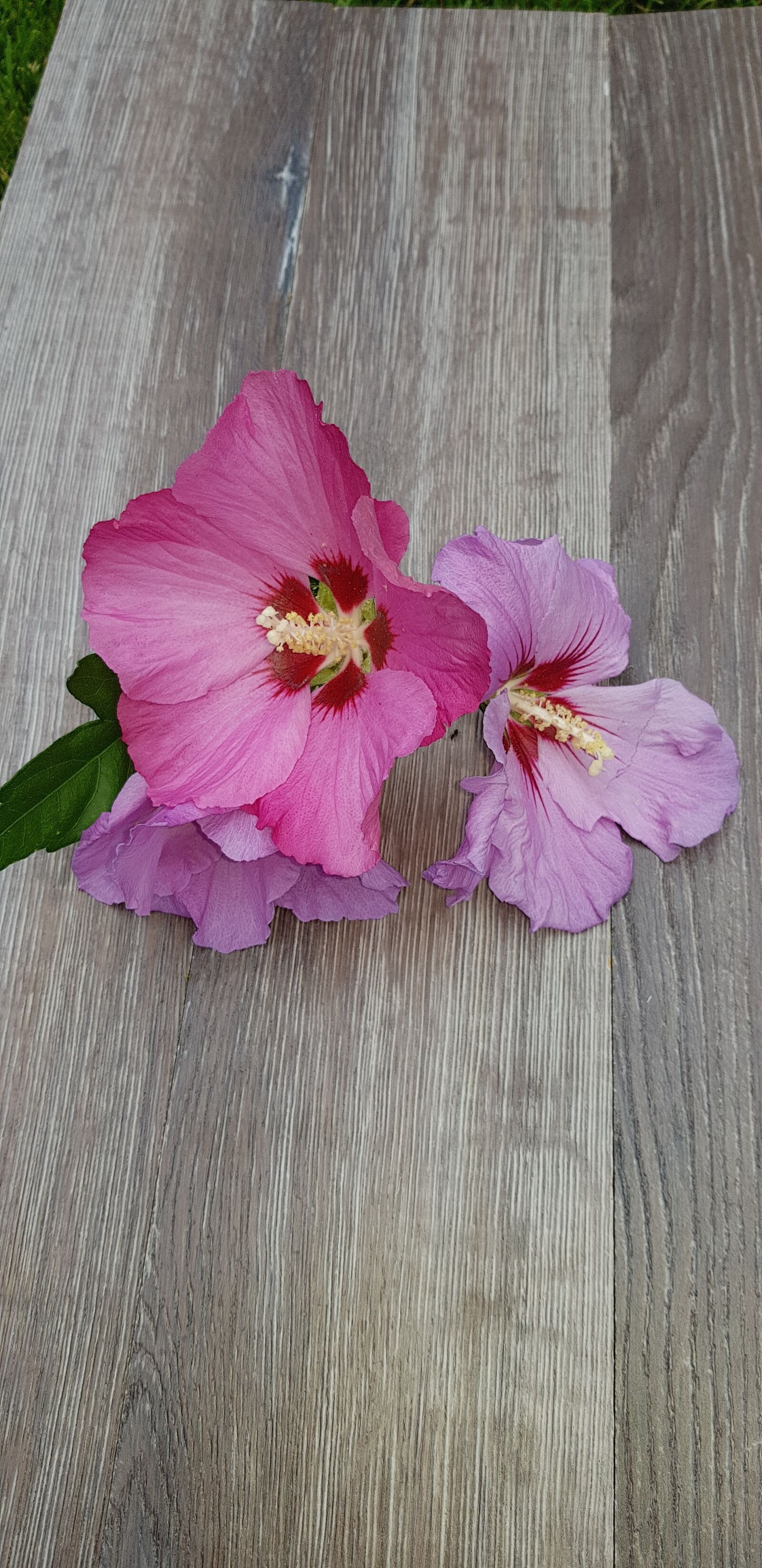 Samsung Galaxy S8+ sample photo. Flowers, hibiscus, wood photography