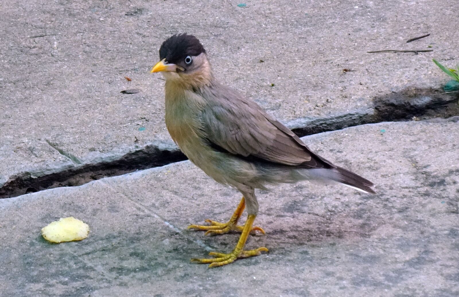 Sony DSC-WX800 sample photo. Bird, myna, mynah photography