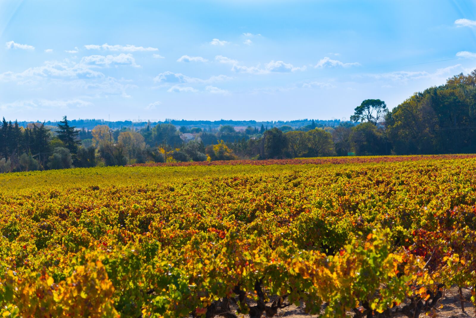 Nikon D750 sample photo. Vines, fall, vineyard photography