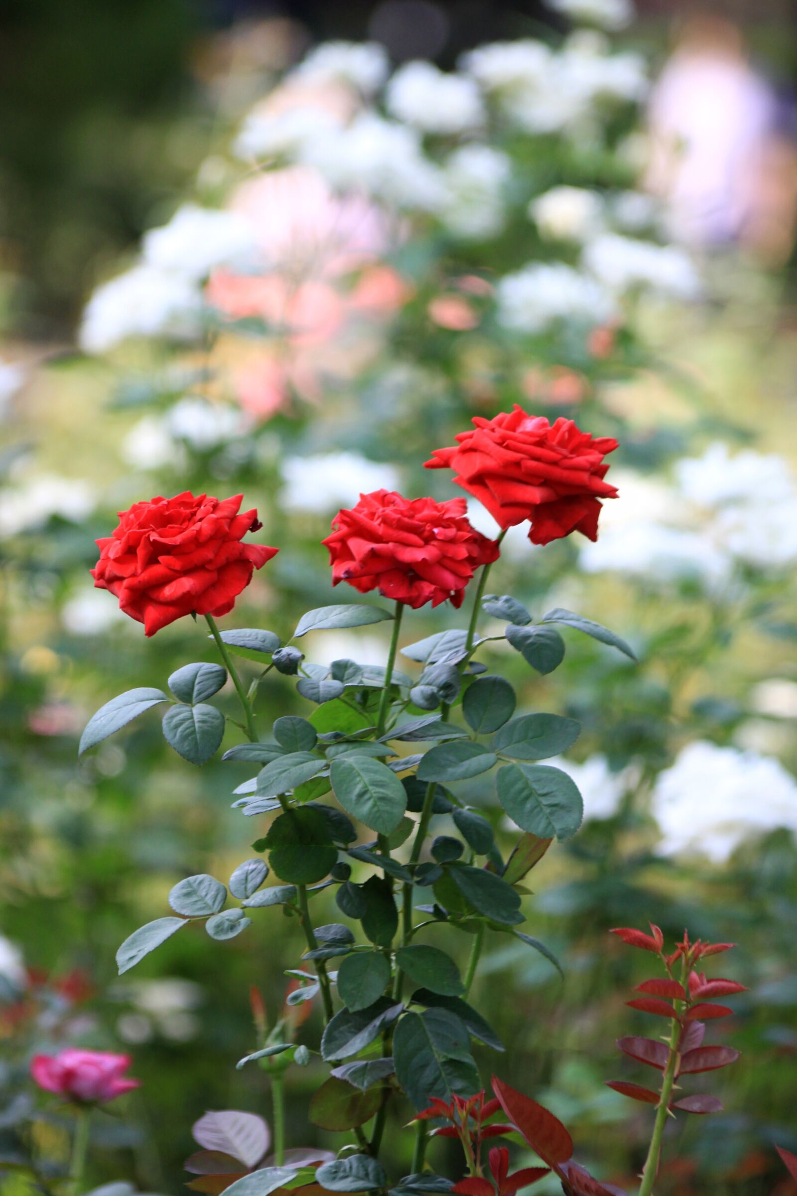 Canon EOS 50D sample photo. Rose, garden, flowers photography