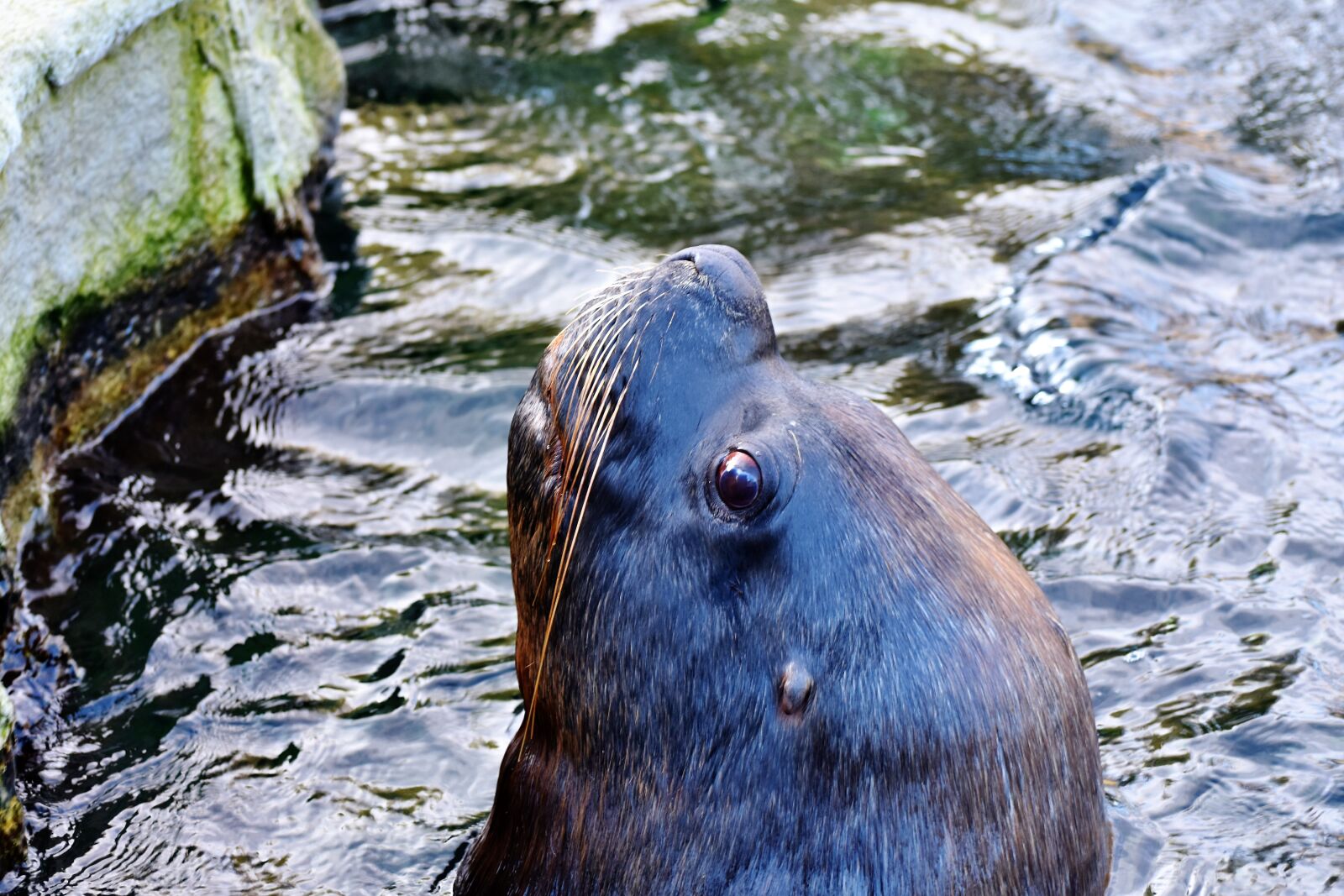 Nikon D7200 sample photo. Seal, sea lion, robbe photography
