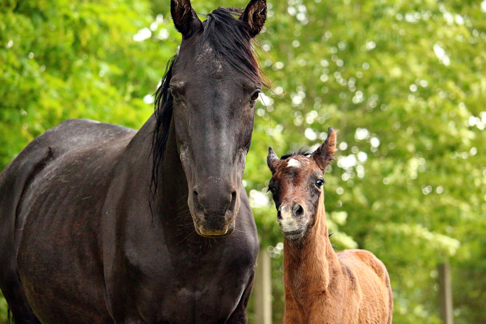 Canon EOS 100D (EOS Rebel SL1 / EOS Kiss X7) sample photo. Horse, foal, mare photography