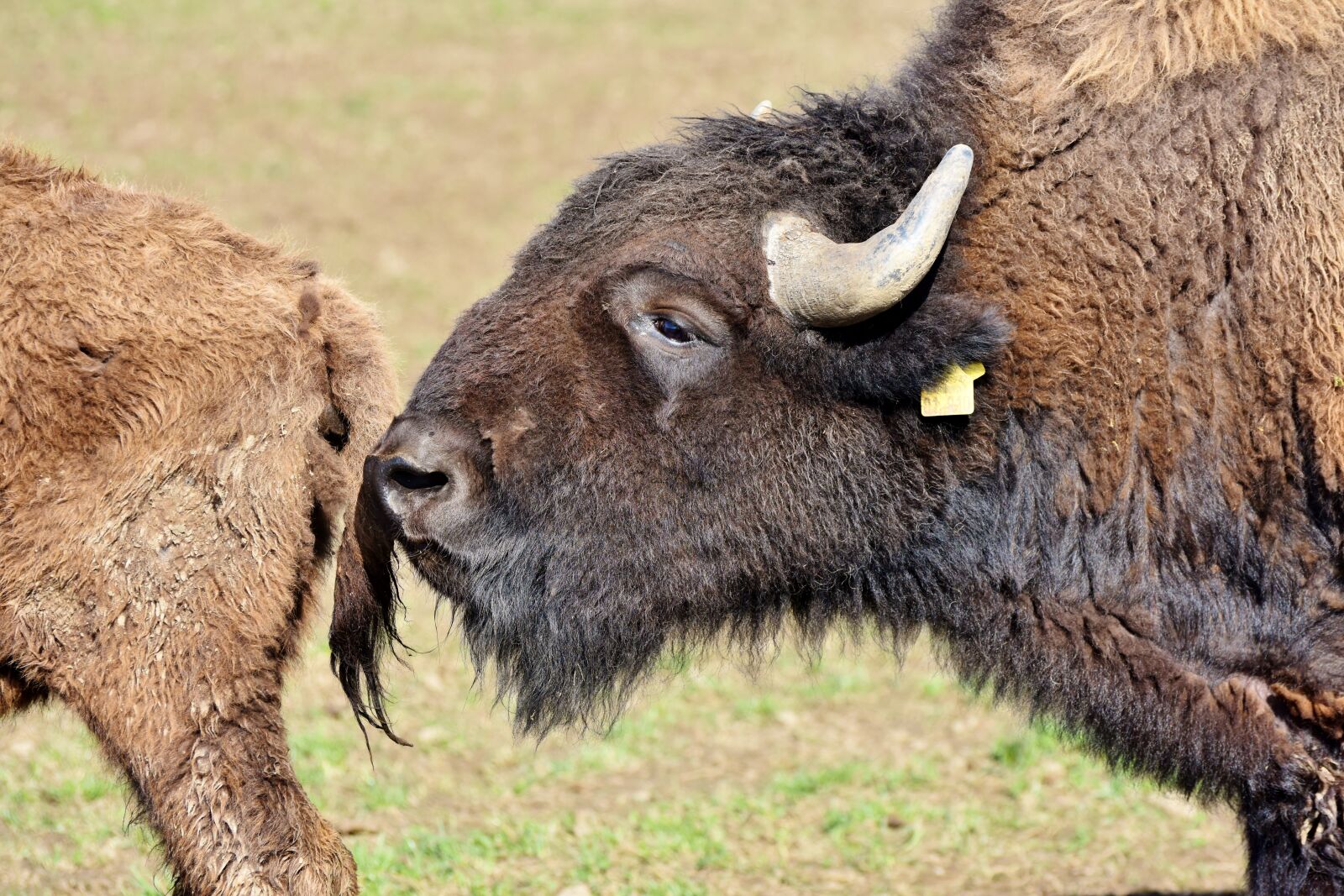 Nikon D7200 sample photo. Bison, buffalo, horns photography