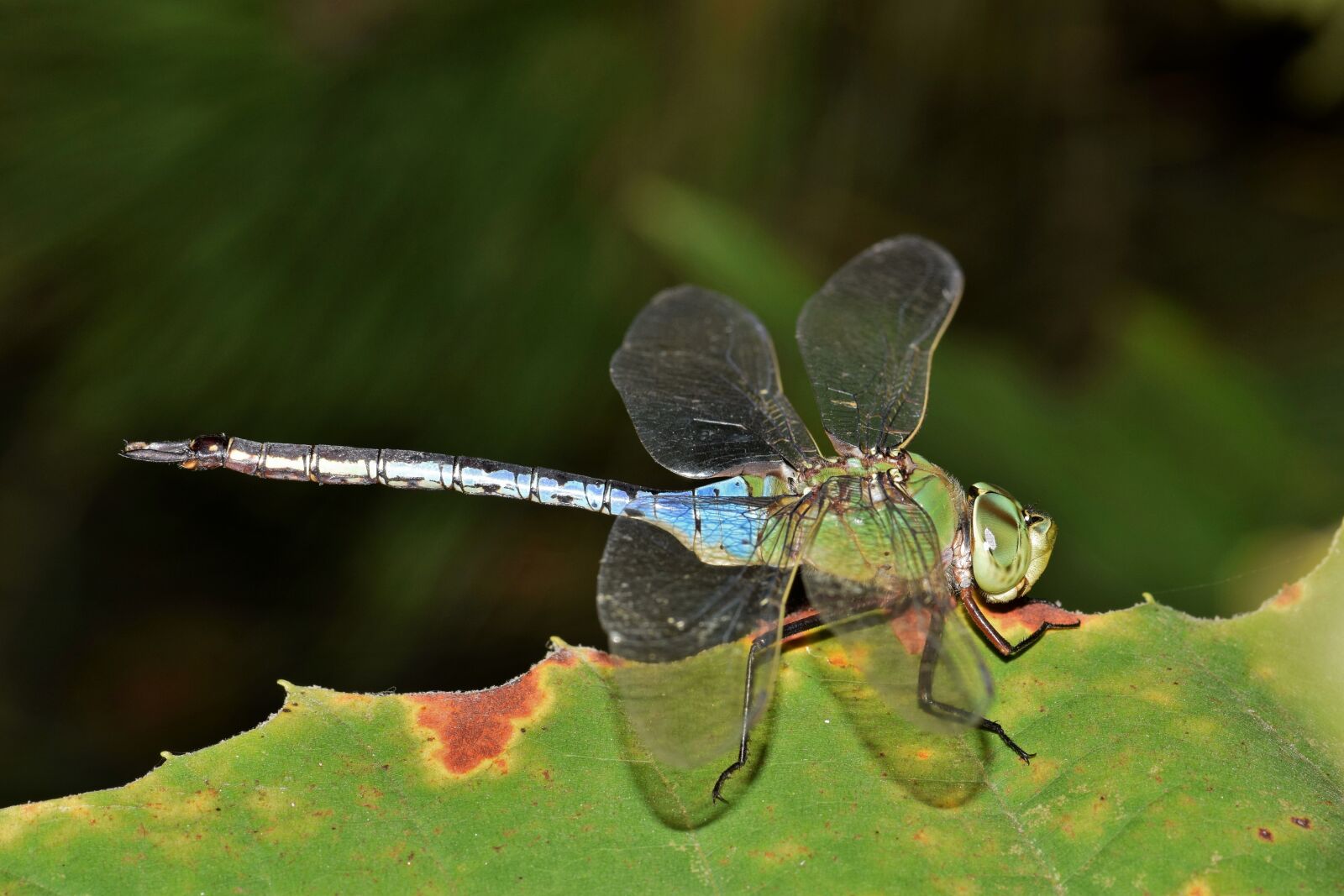 Nikon D5300 sample photo. Dragonfly, insect, winged insect photography