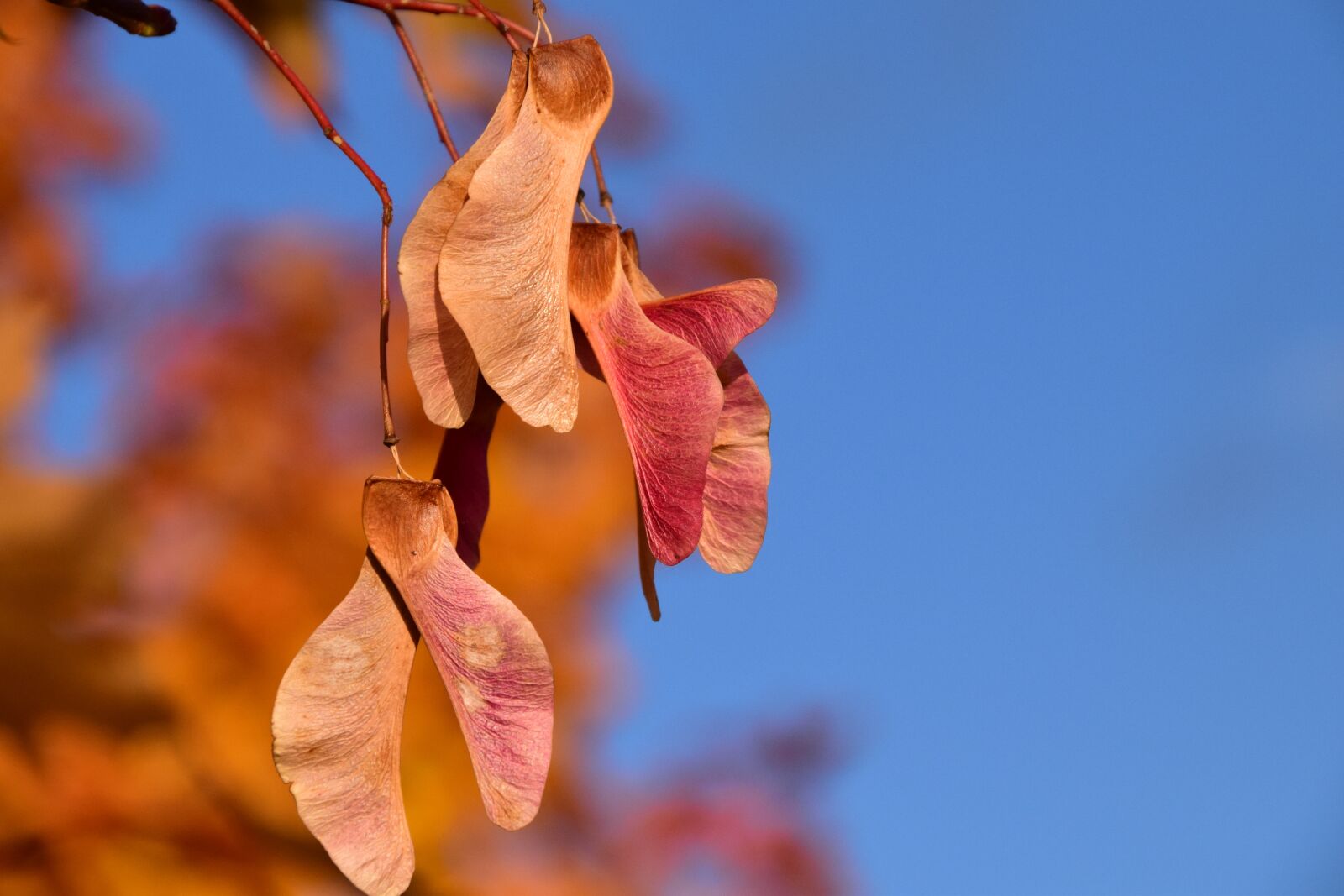 Nikon D3300 sample photo. Maple, seeds, autumn photography
