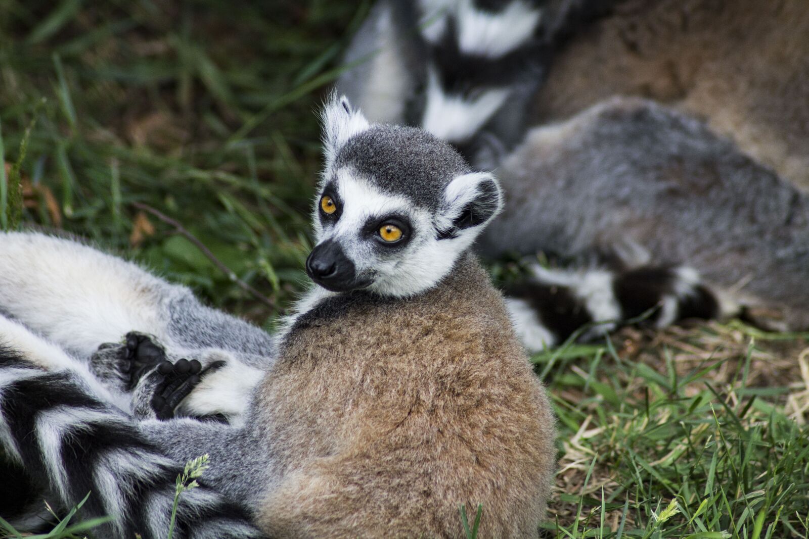 Canon EOS 1100D (EOS Rebel T3 / EOS Kiss X50) sample photo. Ring tailed lemur, animal photography