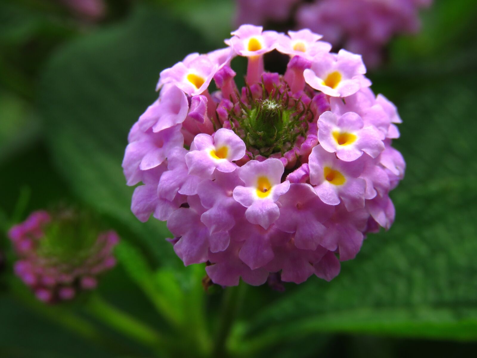 Canon PowerShot SX60 HS sample photo. Round flower, colorful flower photography