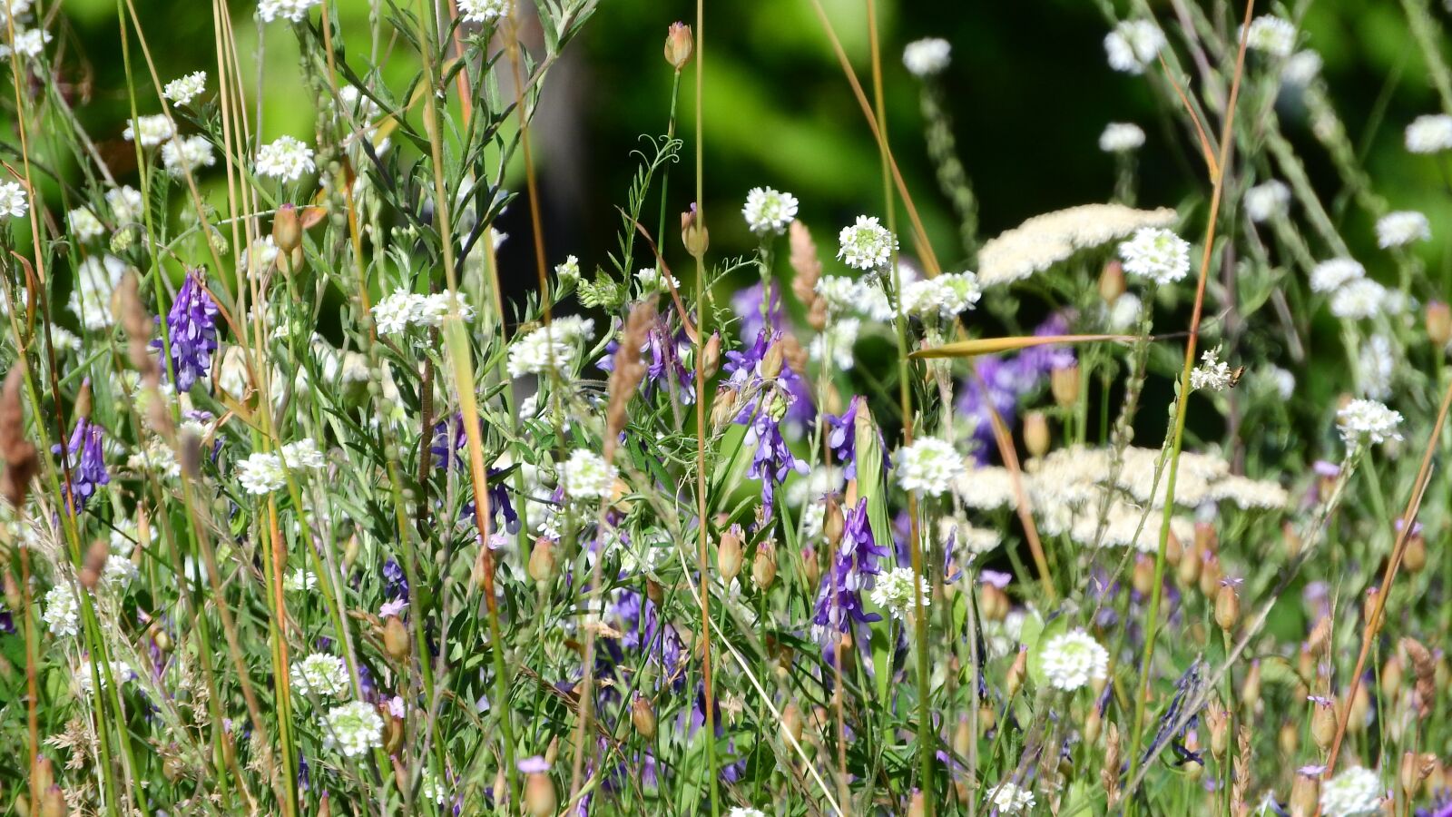 Nikon Coolpix P610 sample photo. Meadow, meadow flowers, flowering photography