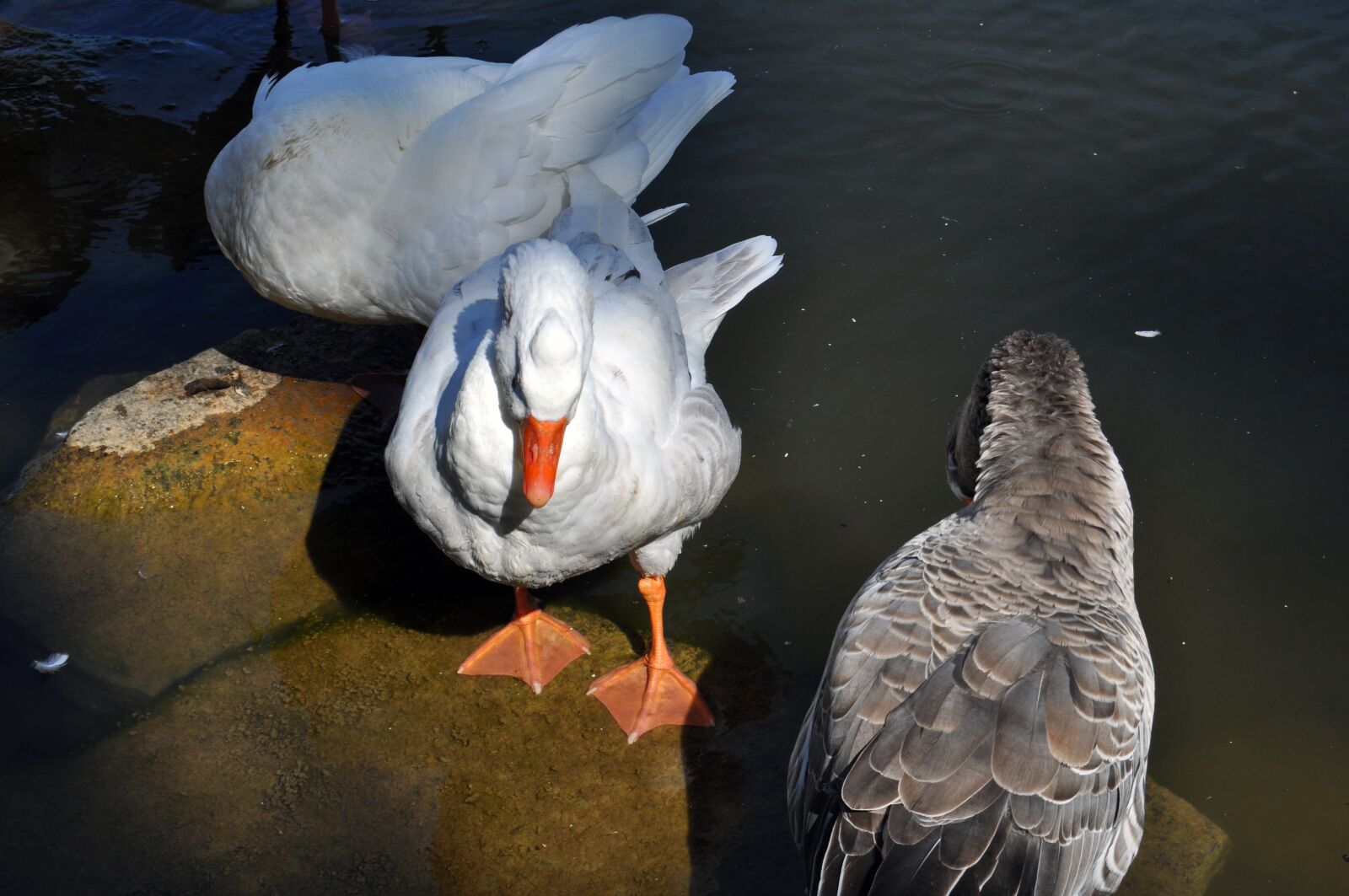 Nikon D5000 sample photo. Duck, lake, water photography