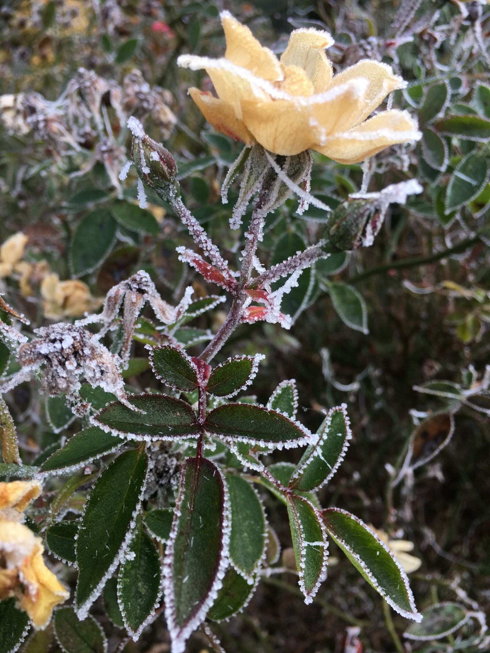 Apple iPhone 6s sample photo. Shrub rose, frost, november photography