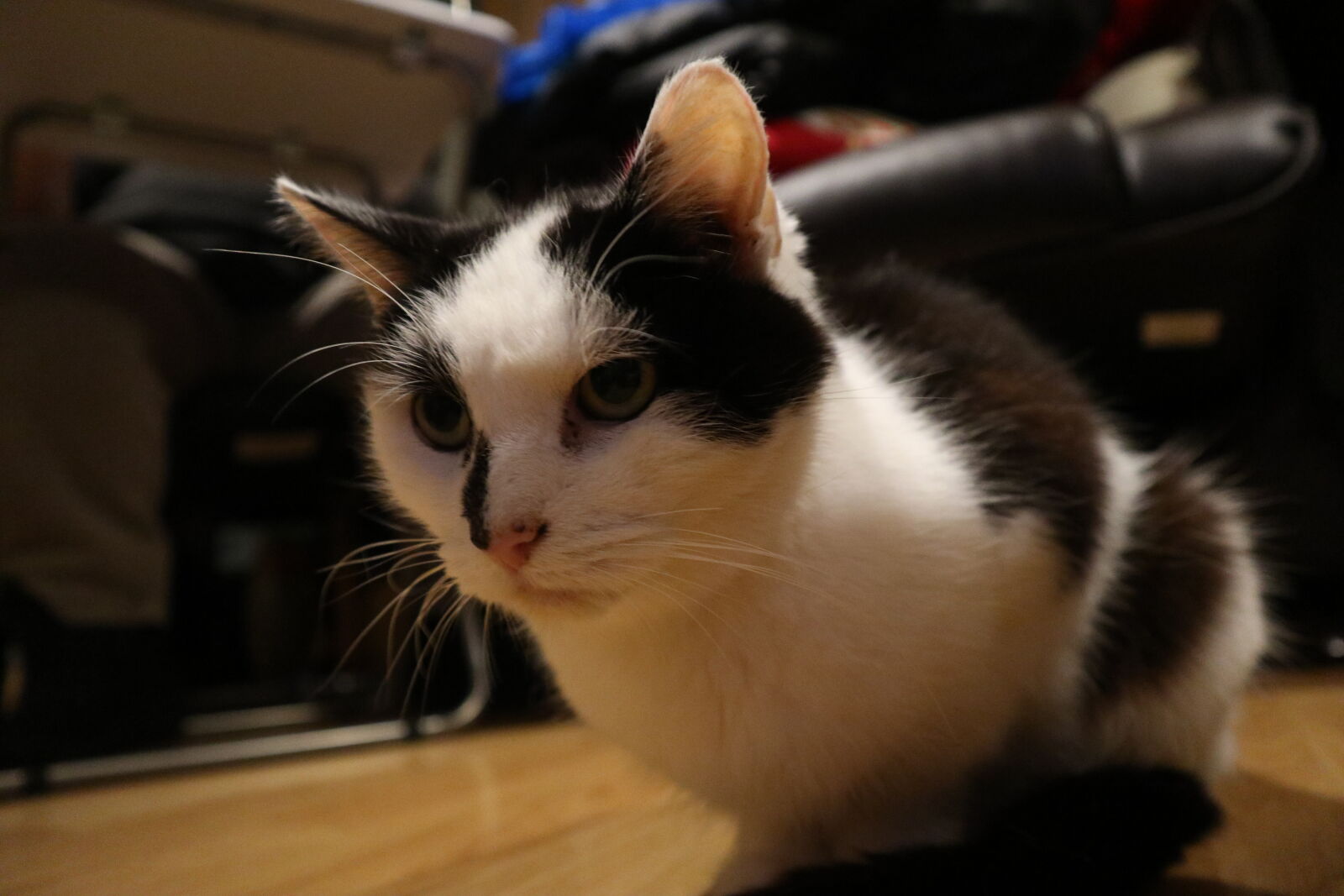 Canon EOS M6 sample photo. Black, and, white, cat photography