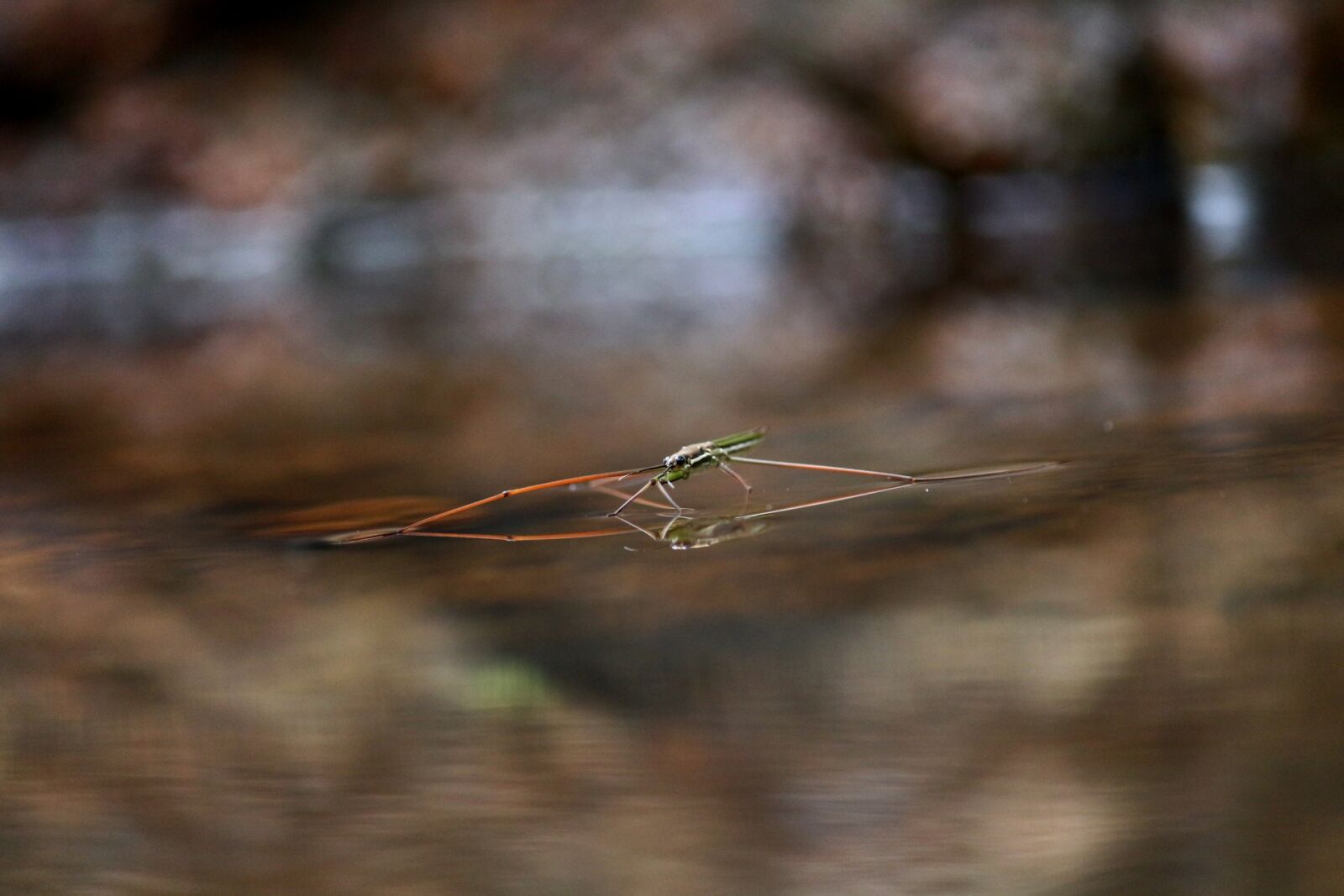 Canon EOS 700D (EOS Rebel T5i / EOS Kiss X7i) sample photo. Water strider, insect, water photography