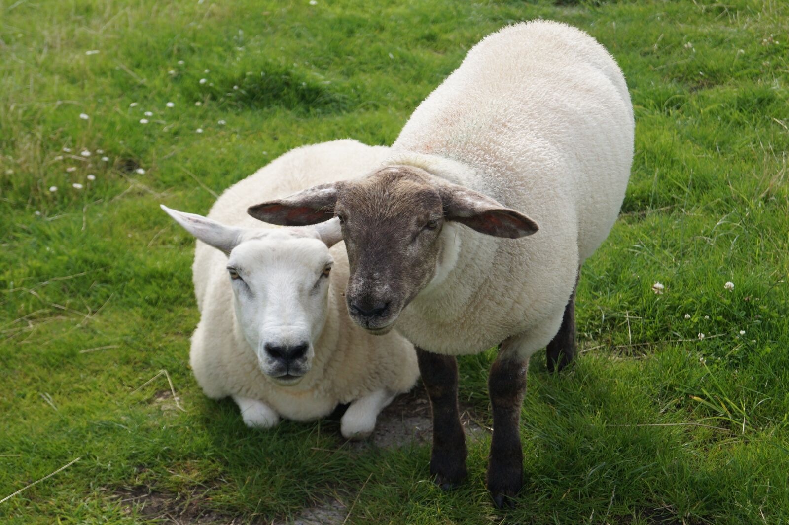 Sony DT 18-55mm F3.5-5.6 SAM II sample photo. Sheep, animals, lamb photography