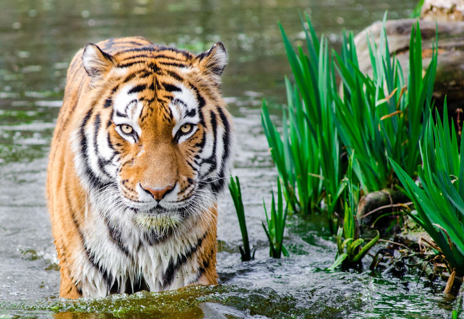 AF Zoom-Nikkor 80-200mm f/2.8 ED sample photo. Bengal, tiger, half, soak photography