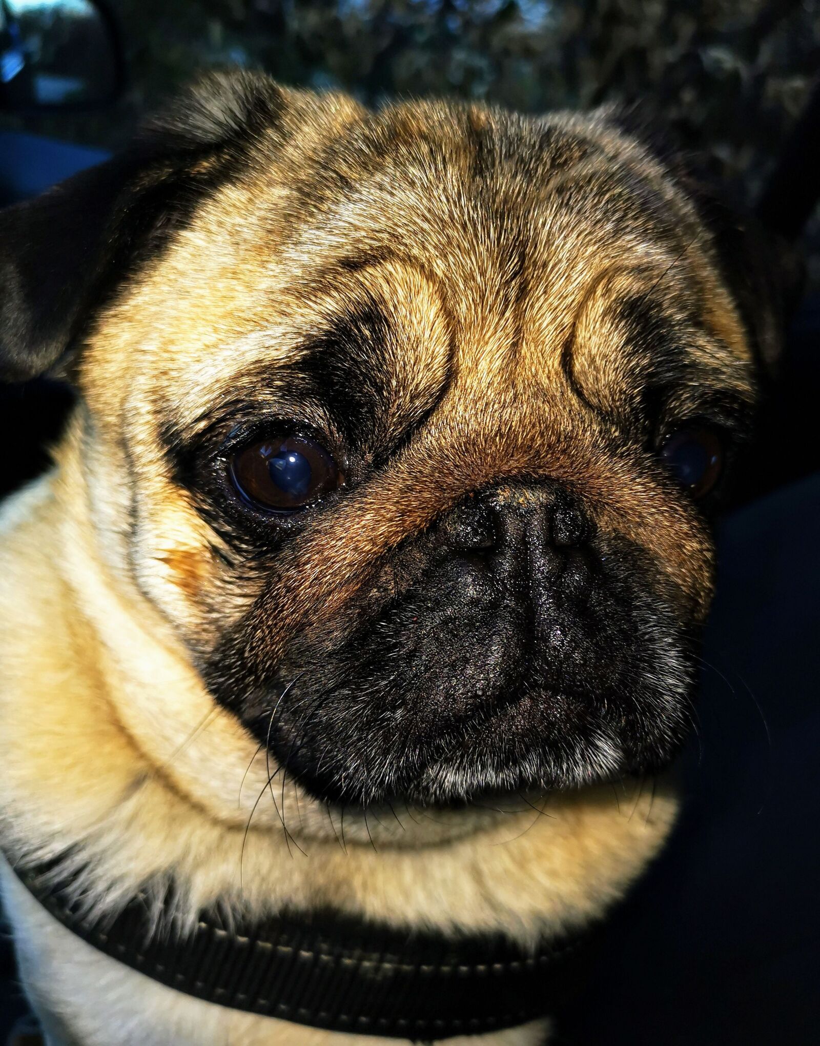 HUAWEI HMA-L29 sample photo. Pug, beige, funny photography