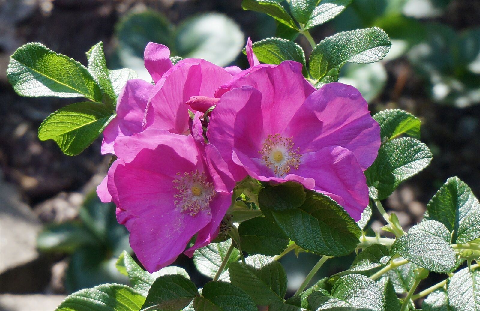 Sony Alpha NEX-5T sample photo. Rose, rugosa rose with photography