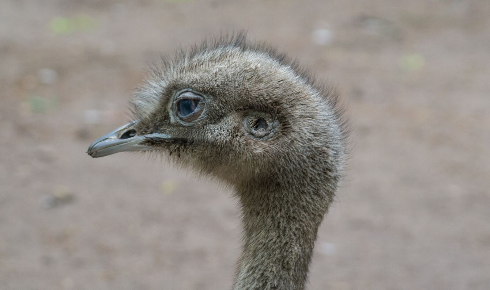Nikon D610 sample photo. Emu, bird, head photography