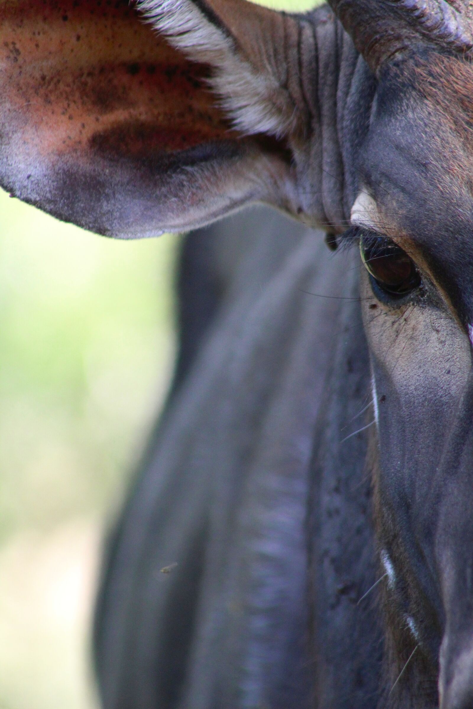 Canon EF75-300mm f/4-5.6 sample photo. Nature, animal, portrait photography