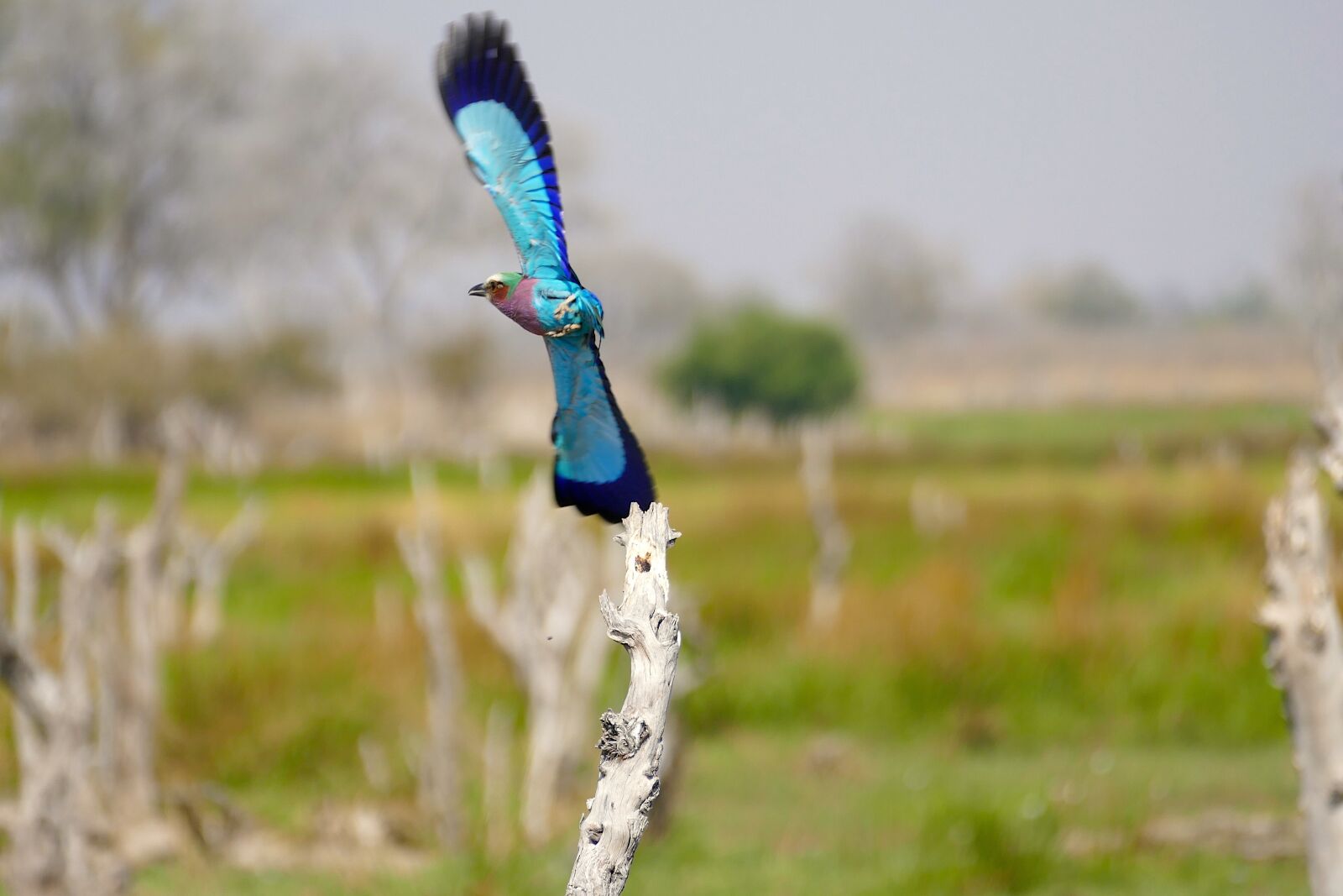 Leica V-Lux (Typ 114) sample photo. Nature, okavango, botswana photography