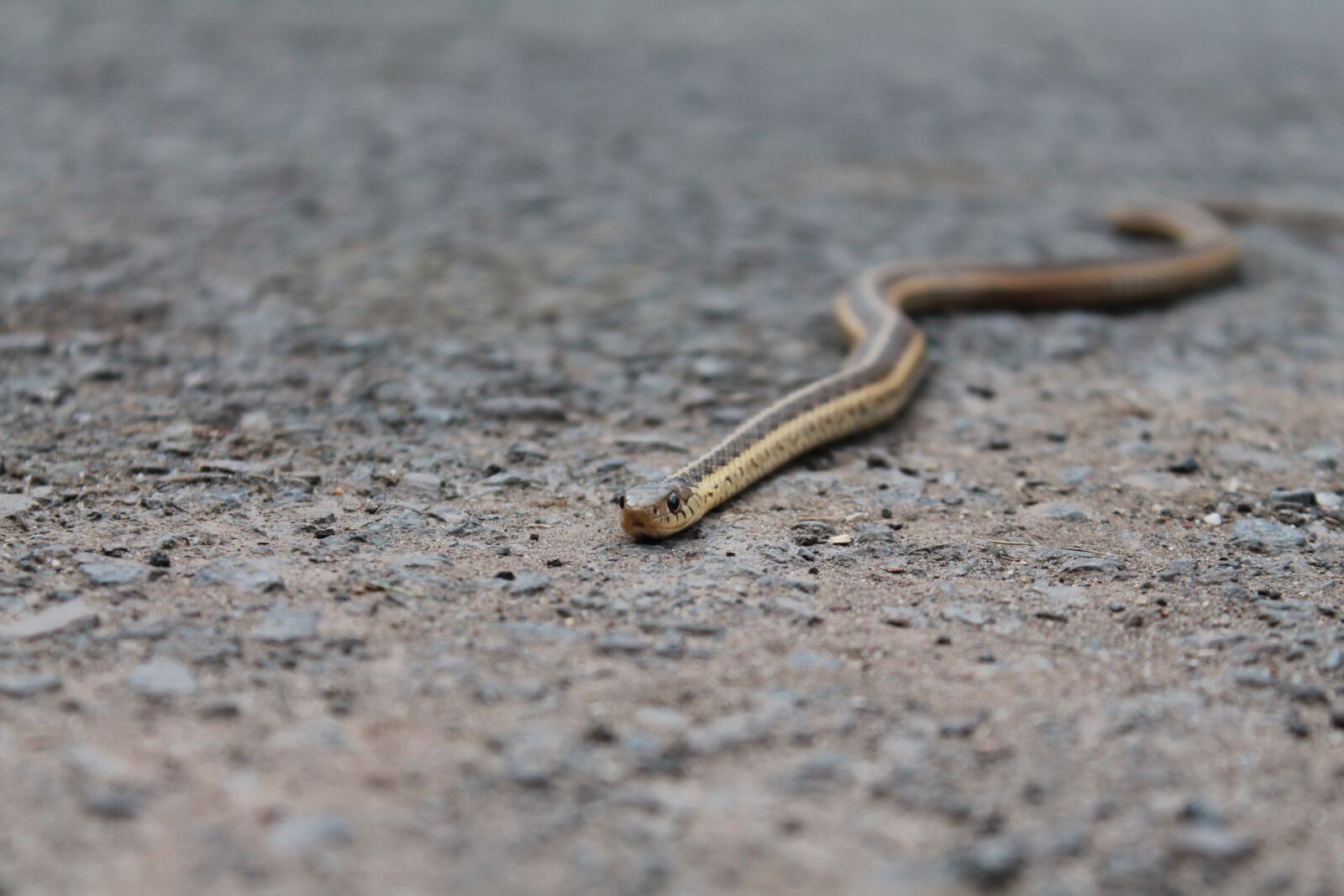 Canon EOS 1100D (EOS Rebel T3 / EOS Kiss X50) sample photo. Snake, gravel, animal photography