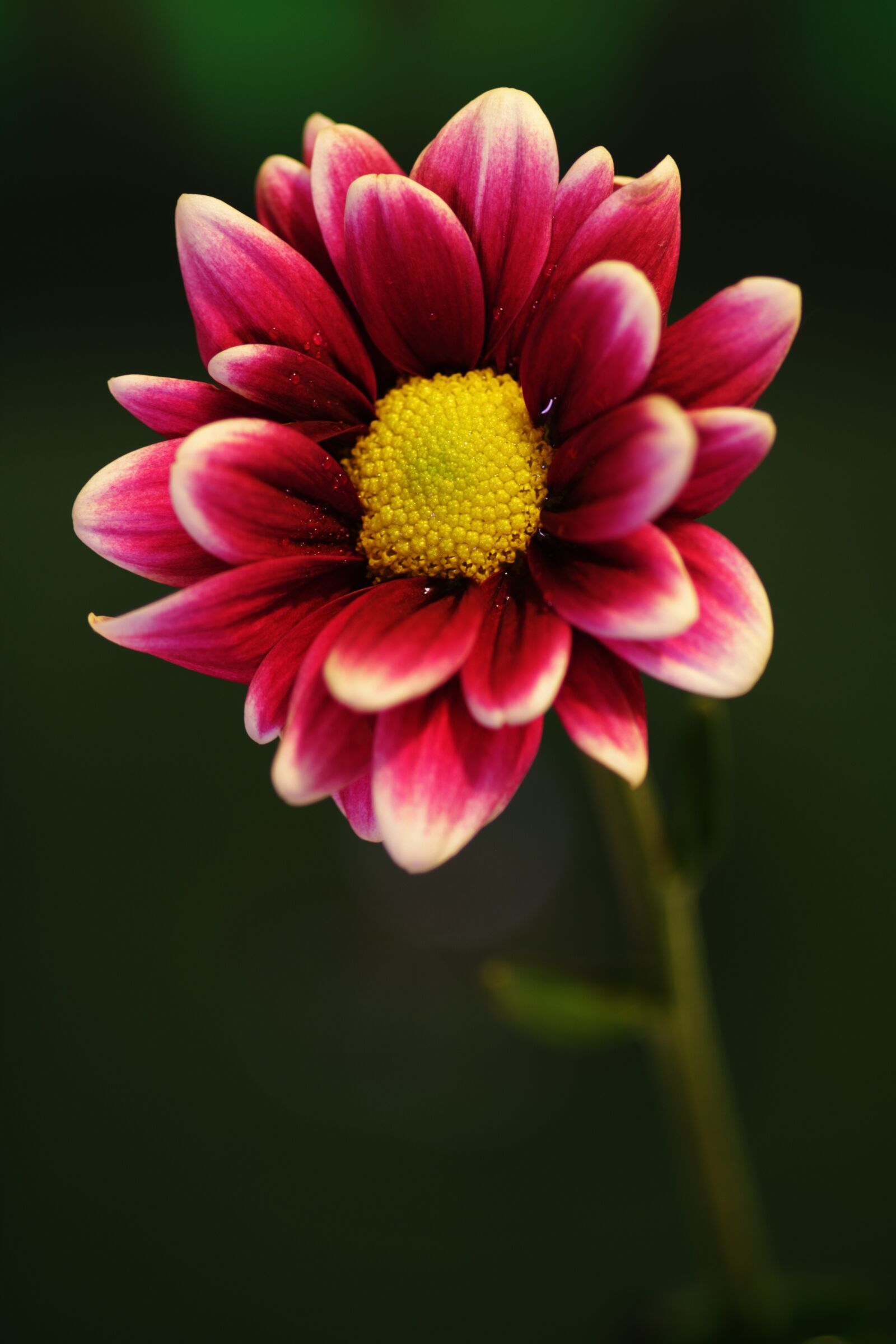 Canon EOS 550D (EOS Rebel T2i / EOS Kiss X4) sample photo. Beautiful, bloom, blooming, blossom photography
