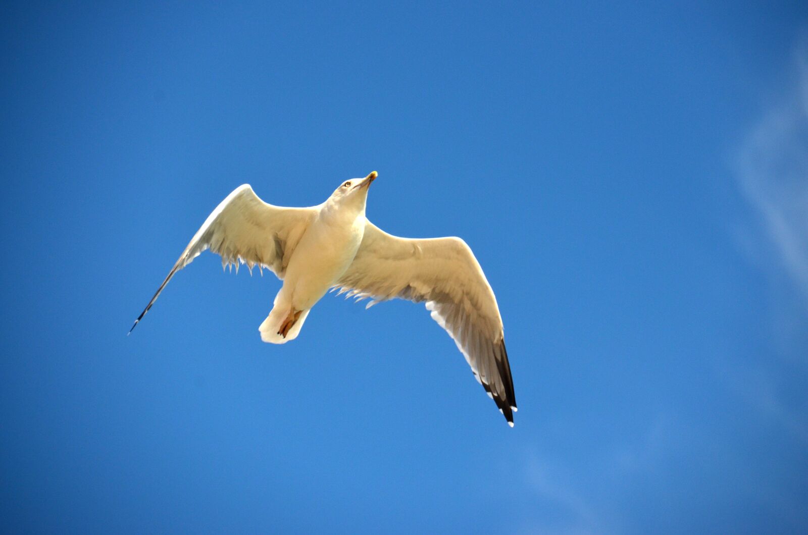 Nikon D5100 sample photo. Seagull, blue, bird photography