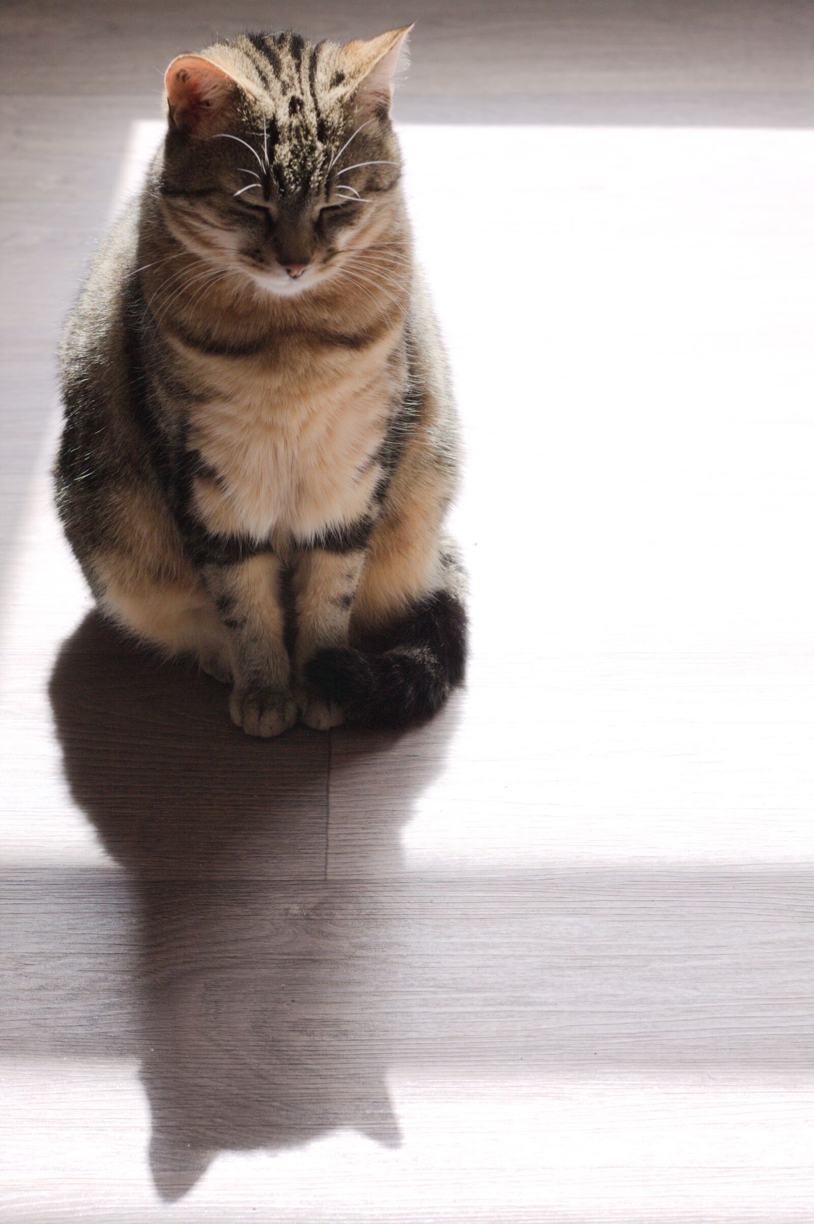 Canon EOS 1100D (EOS Rebel T3 / EOS Kiss X50) sample photo. Cat, animal, portrait photography