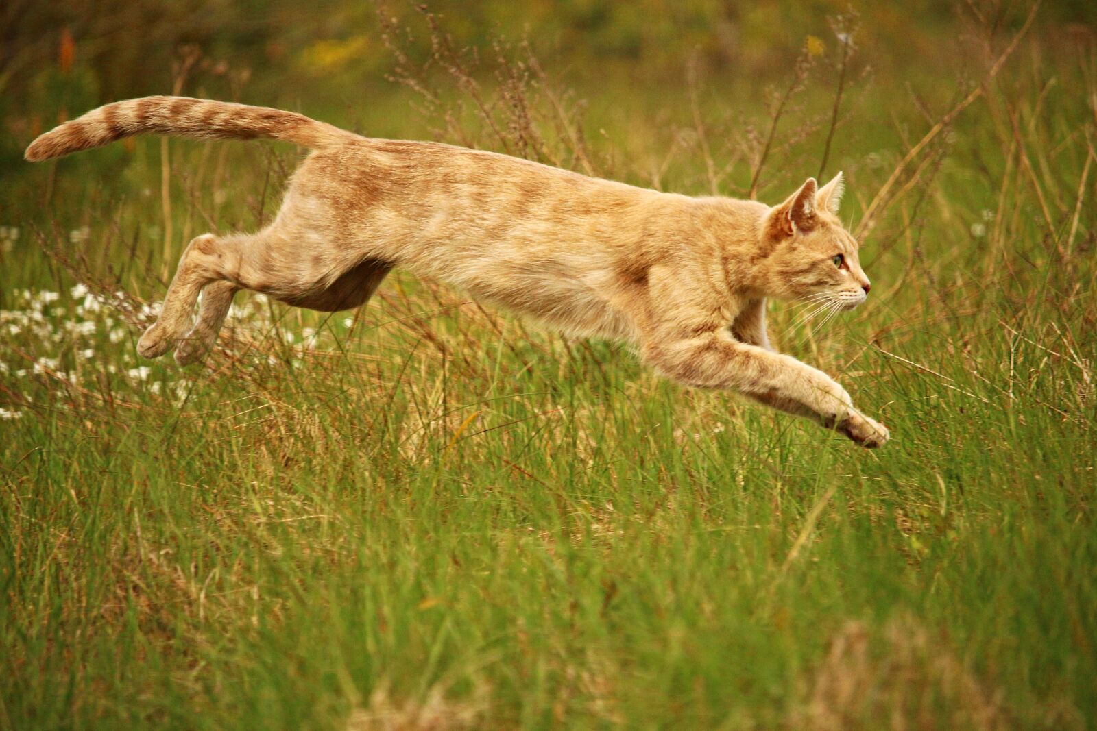 Canon EOS 100D (EOS Rebel SL1 / EOS Kiss X7) sample photo. Cat, jump, mieze photography