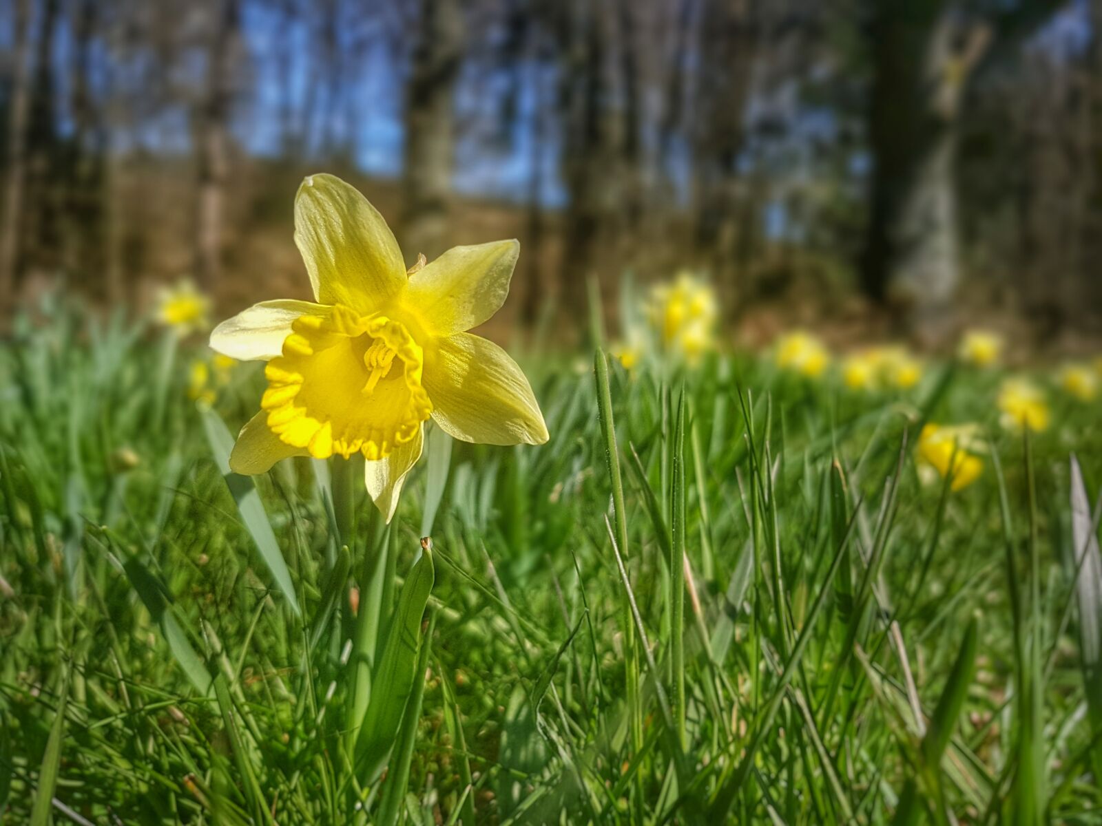 Samsung Galaxy S7 sample photo. Daffodil, narcissus, blossom photography