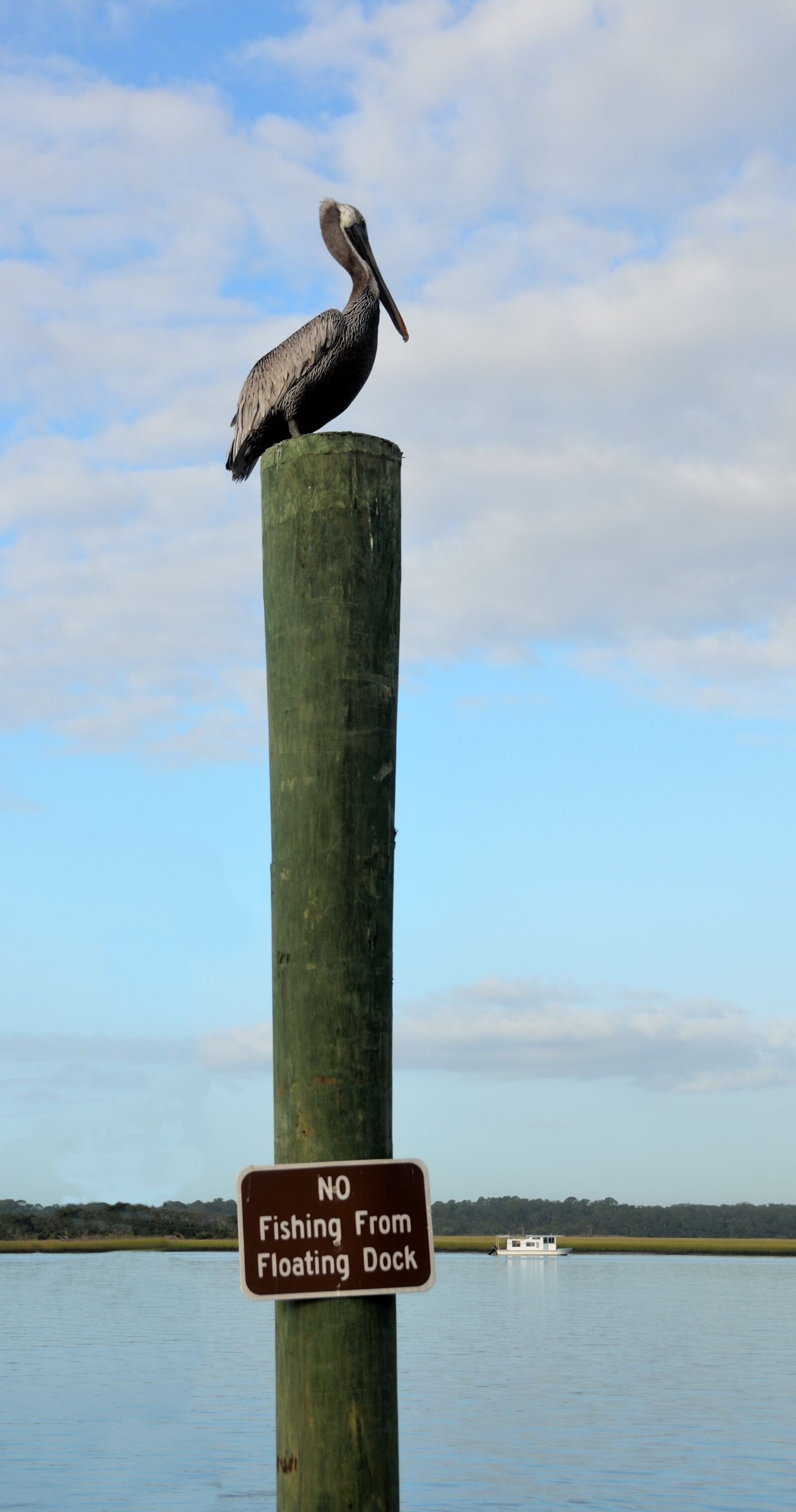 Nikon D7000 sample photo. Pelican, resting, bird photography