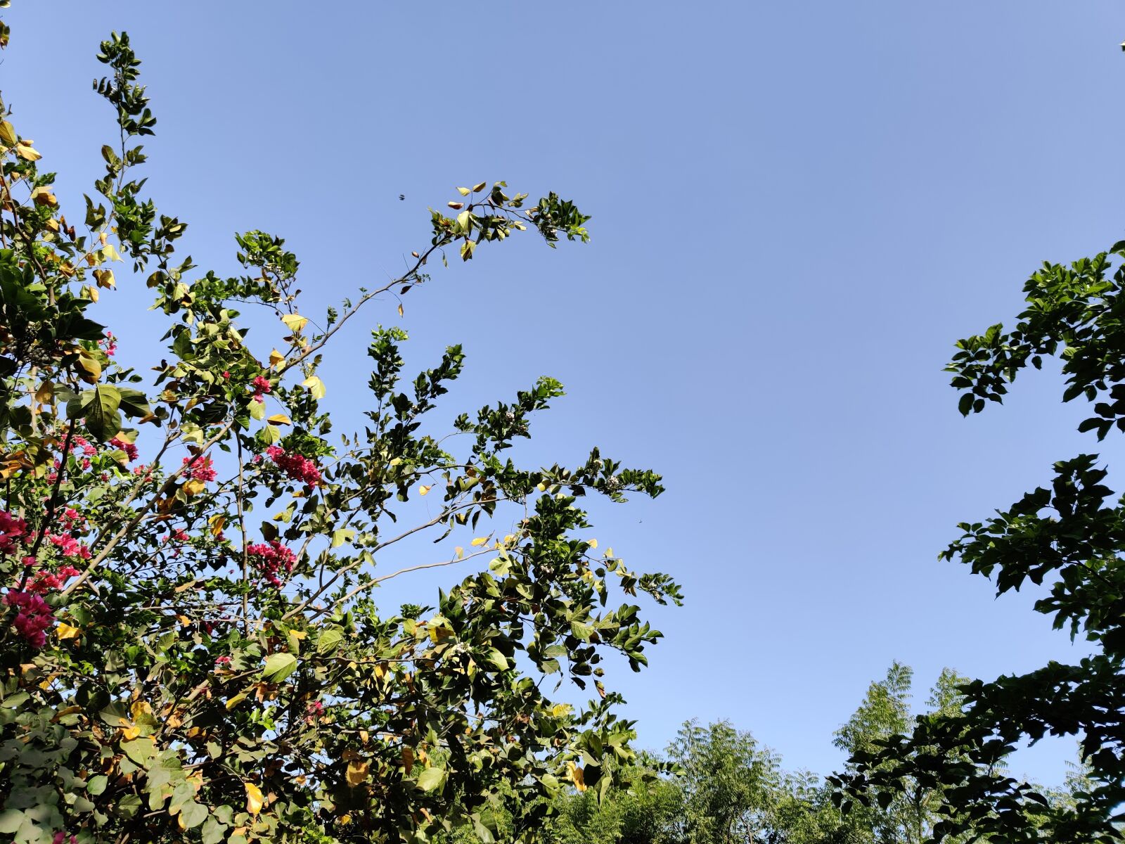 OnePlus HD1901 sample photo. Nature, beautiful image, natural photography