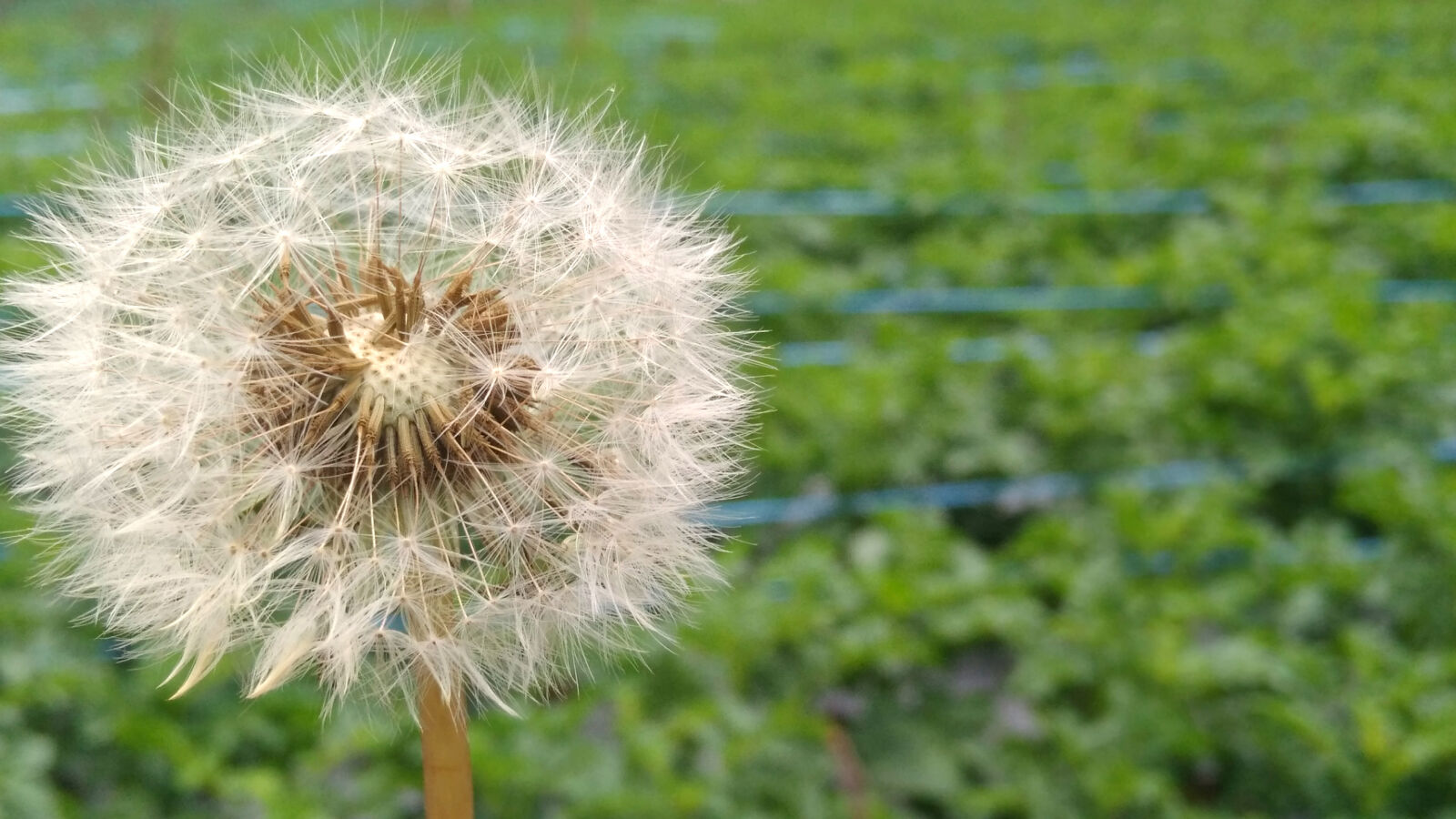 Xiaomi Redmi 4 Pro sample photo. Beautiful, flowers, dandelion, dandelions photography