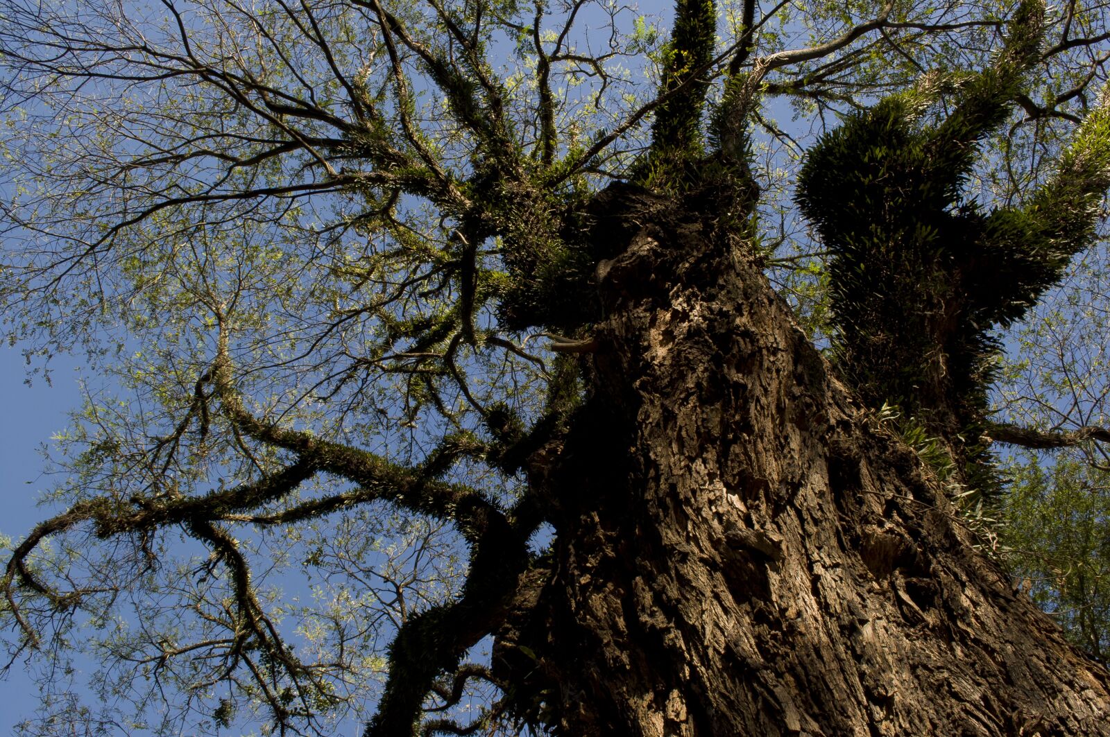 Nikon D5000 sample photo. Tree, nature, natural photography