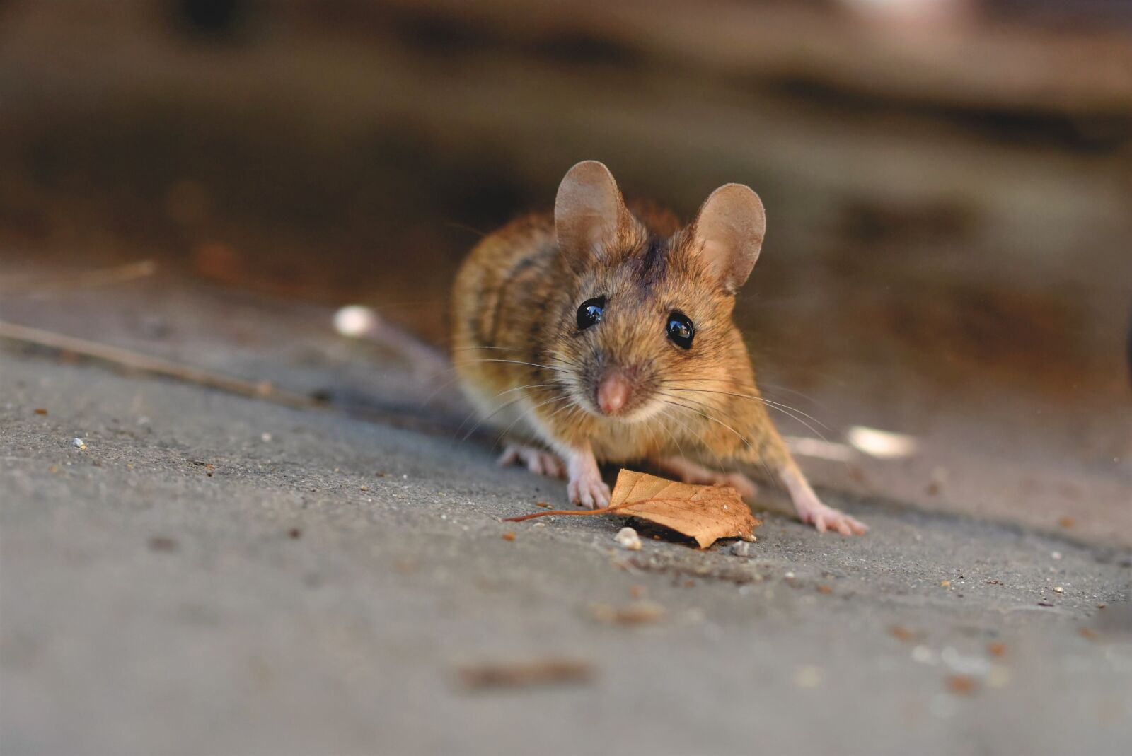 Nikon D7200 sample photo. House mouse, mouse, long photography