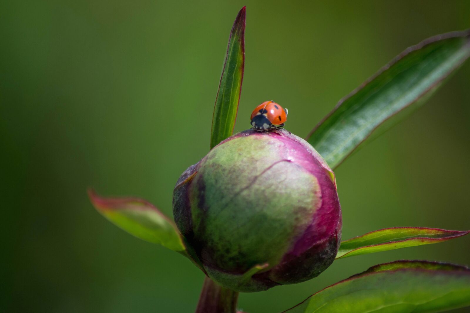 Nikon D5200 sample photo. Ladybug, nature, leaf, insect photography