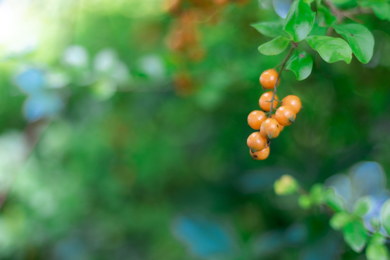 Canon EOS 6D sample photo