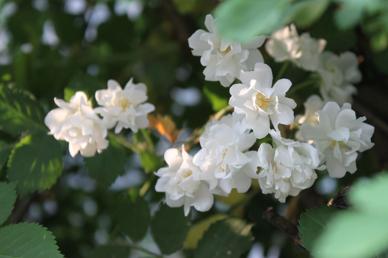 Canon EOS 500D (EOS Rebel T1i / EOS Kiss X3) sample photo. Flower, sunshine, plant photography