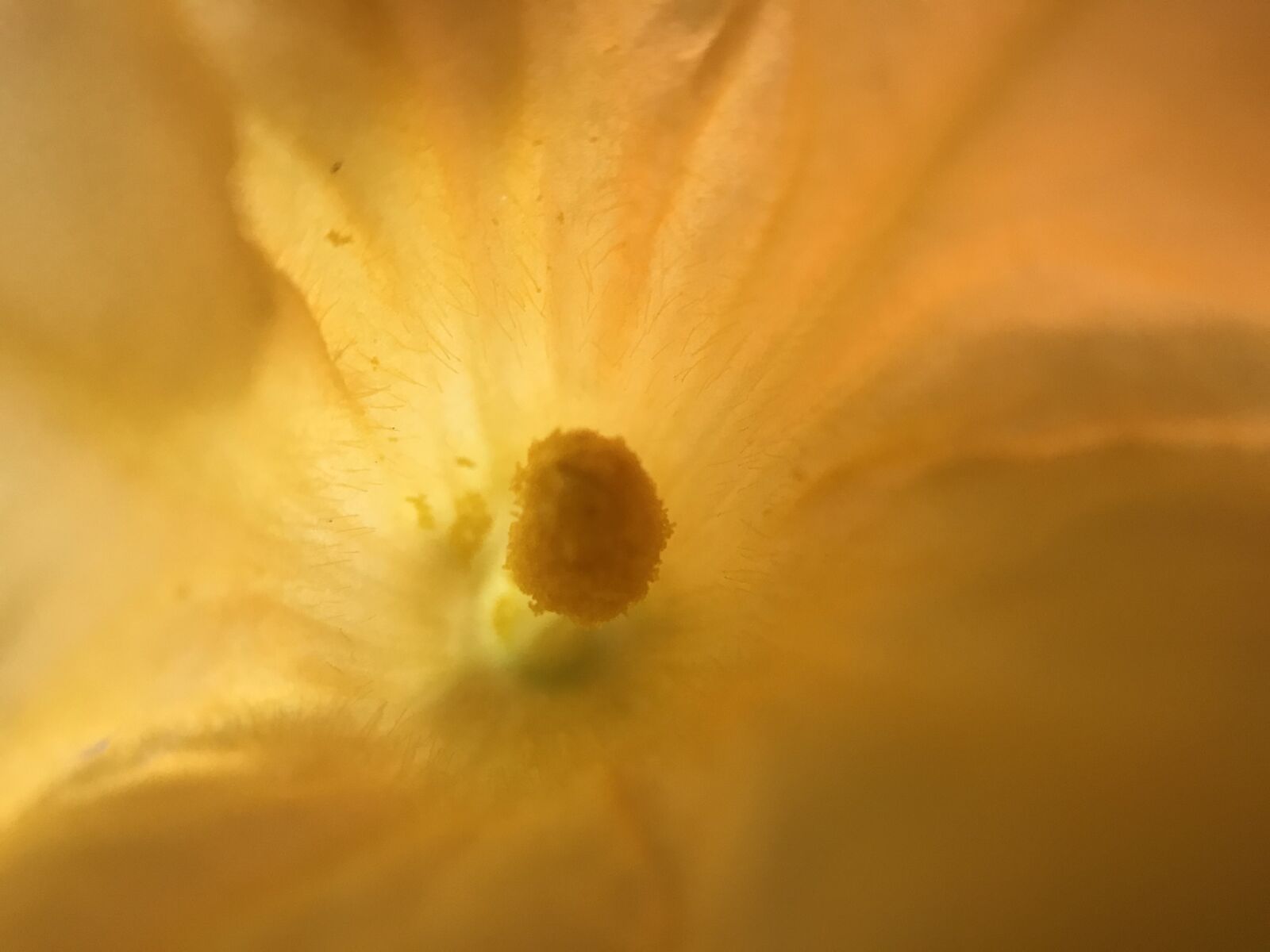 iPhone 7 back camera 3.99mm f/1.8 sample photo. Flower, courgette flower, pistil photography